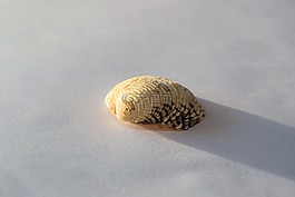 外殼,海,水