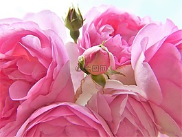 玫瑰,粉紅色,淡粉紅色