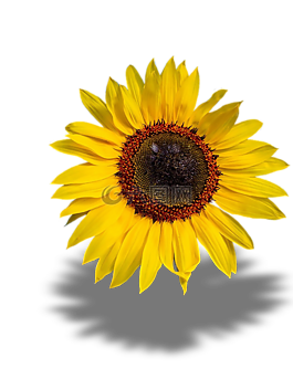 太陽花,花,開花