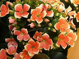 花,景天,鲜花