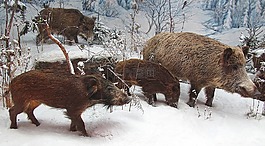 野豬,rotte,冬天