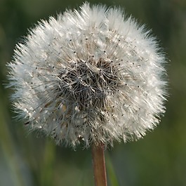 蒲公英,花,特寫