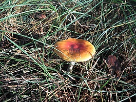 蘑菇,紅色,森林