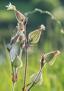 花,自然,太阳