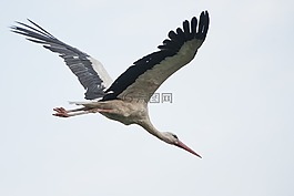 鸛,鳥,自然