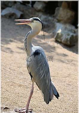 鷺,鳥,動物