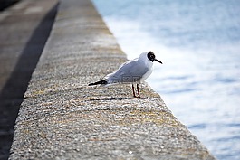 海鷗,鳥(niǎo),動(dòng)物區(qū)系
