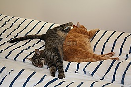 kattesøvn,猫,休闲