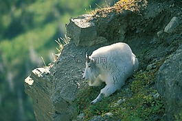 山羊,山,休息