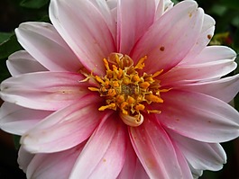 嬌琴紗,花,內(nèi)