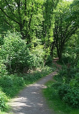 森林,性質(zhì),夏季