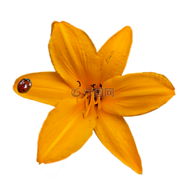 百合,開(kāi)花,橙