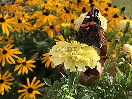 蝴蝶,花,萬壽菊