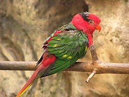 鸚鵡,鳥,坐