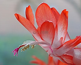 weihnachtskaktus,開花,雄蕊