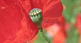 花,罌粟,紅色