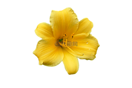 黃花菜,百合,開(kāi)花