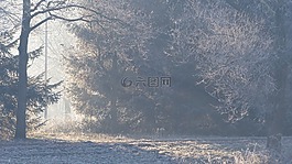 森林,霜,霧