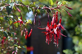 倒掛金鐘,植物,花園