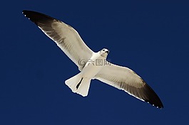 鳥(niǎo),海洋,天空