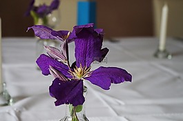 stolovanie,花,紫色