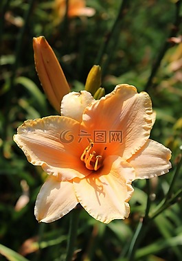 萱,萱草,花