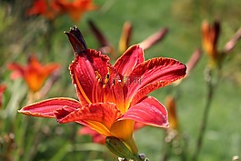 萱,萱草,花