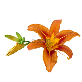 黃花菜,百合,百合花