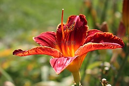 萱,萱草,花