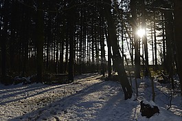 森林,雪,太陽