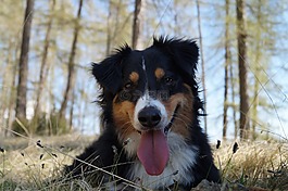 狗,舌,動物