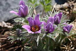 kylmänkukka,花,春天