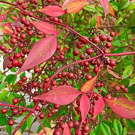 紅色,葉子,秋