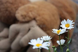 雛菊,花,白