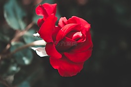 玫瑰,紅玫瑰,紅色