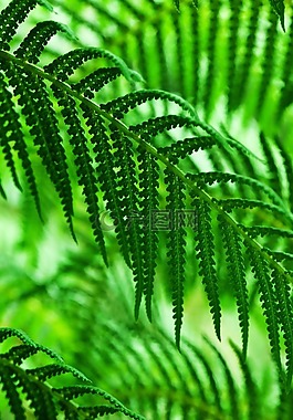 綠色,自然,植物