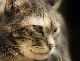 猫,猫的,关闭了