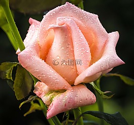 玫瑰,花瓣,雨滴