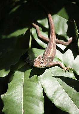 蜥蜴,葉,爬行動物