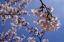 春天,櫻花盛開,鮮花