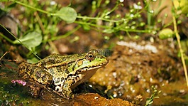 性質(zhì),兩棲類動物,青蛙