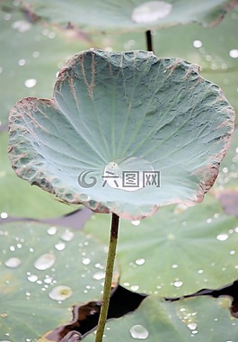 蓮花,花的,植物