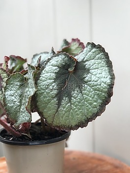 植物,葉,葉子