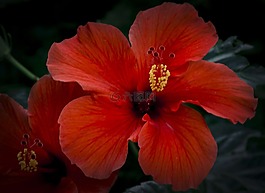 槿,花,關(guān)閉