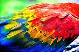 鋼筆,鸚鵡,顏色
