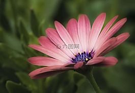 花,花瓣,詳細