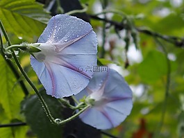 淺藍色,花,濕