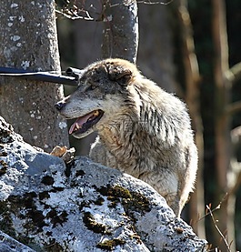 狼,動物,存儲模塊