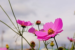 宇宙,鮮花,秋季