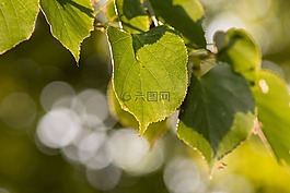 葉子,綠色,自然